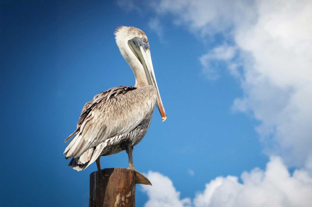 Pelican Island Galveston