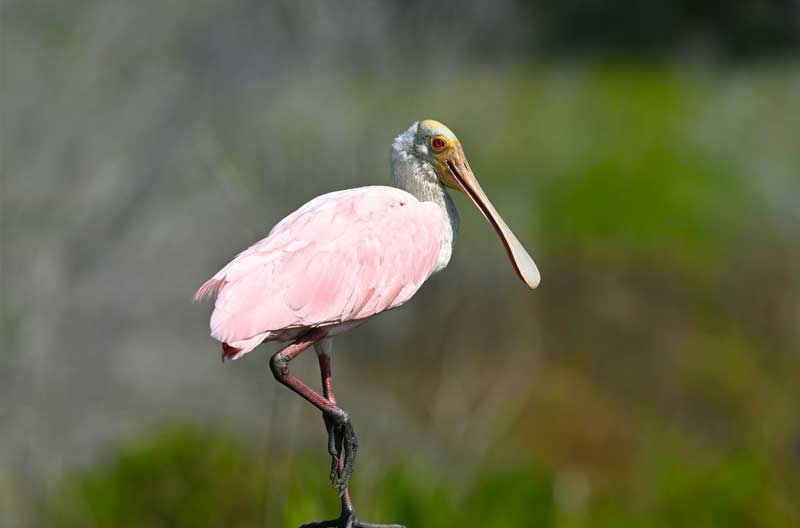 Where is Pelican Island